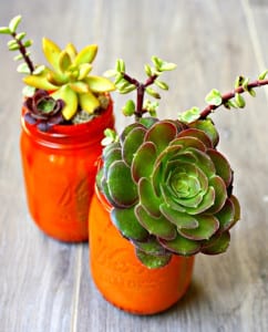 Easy mason jar succulents. Do it yourself.